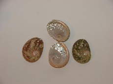 ELEMENT ŠKOLJKA PETROVO UHO 48x38mm