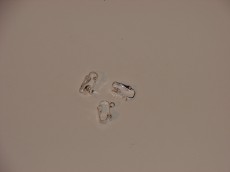 KLIPSA SA ALKOM  SREBRNA BOJA 12mm