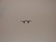 TANGE PRIVJESAK 20mm