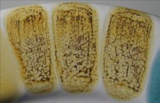 SPECIJALNA BOJA HRĐA B 100g