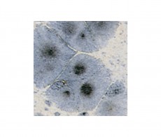 Botz glazura mistral 200ml