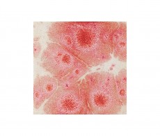 Botz glazura sunrise 200ml